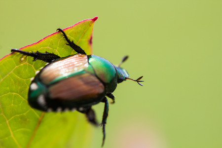 Keeping Japanese Beetles Out of Your Garden