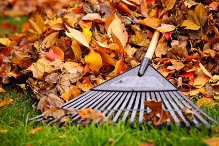 Recycle Fallen Leaves in Your Garden This Fall