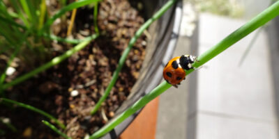Cute photo of ladybug climbing up the herb chives in the vegetable garden